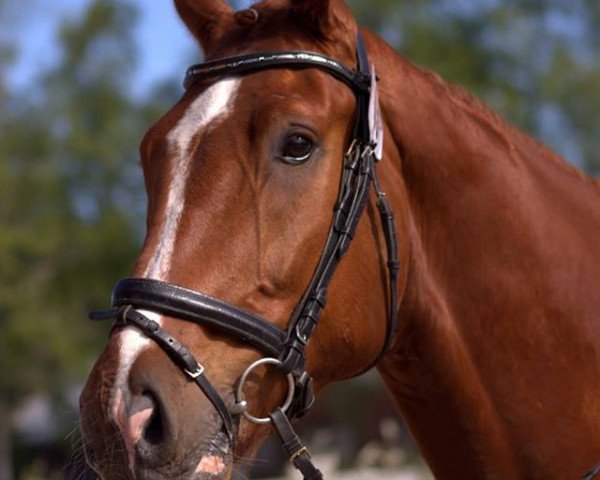 horse Treuermann (Westphalian, 2012, from Jazzmate)