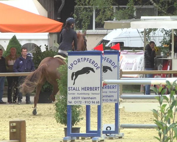 Reitturnier Walldorf/Winterheck 2017
