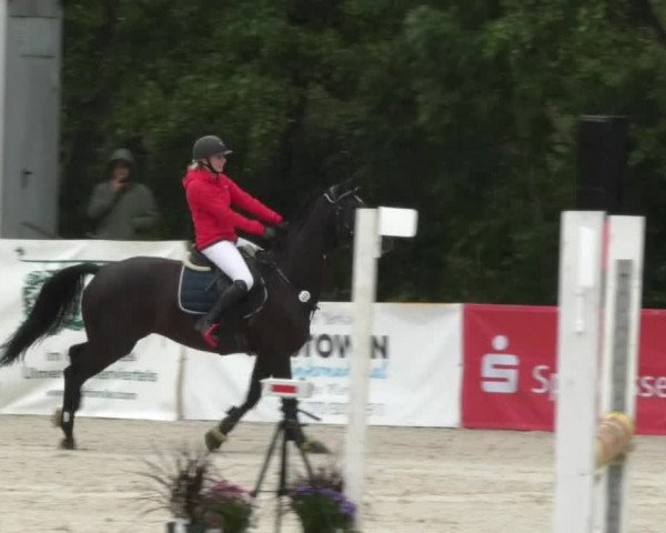 Reitturnier Öpfingen 2017