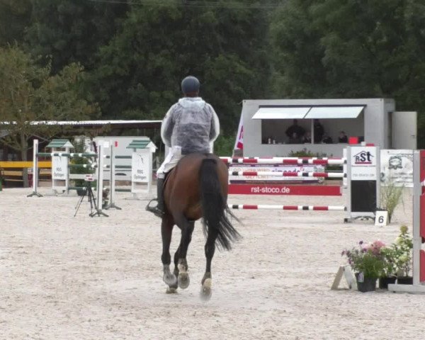 Reitturnier Öpfingen 2017