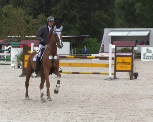 Reitturnier Öpfingen 2017