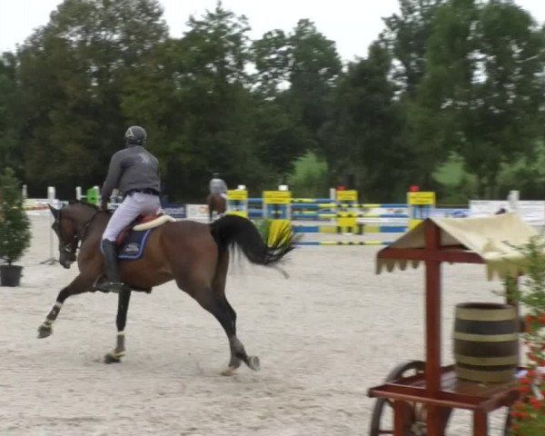 Reitturnier Öpfingen 2017