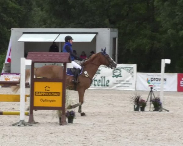 Reitturnier Öpfingen 2017