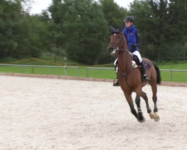 Reitturnier Öpfingen 2017