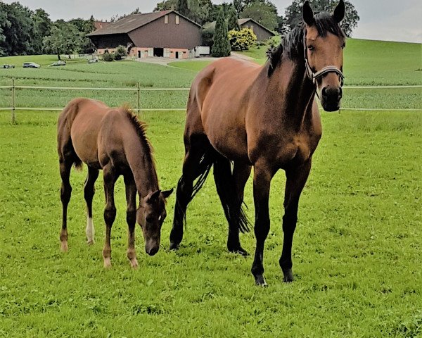 jumper Asaro (German Sport Horse, 2017, from Asagao xx)