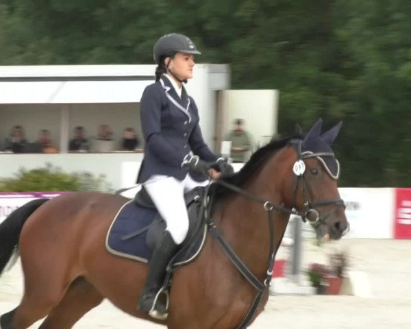 Reitturnier Öpfingen 2017