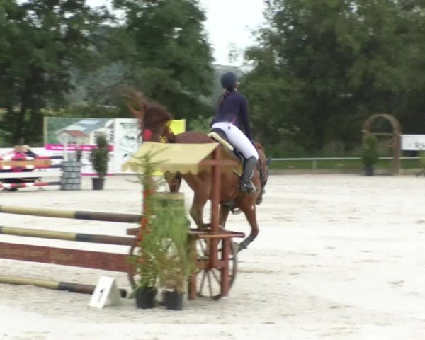 Reitturnier Öpfingen 2017