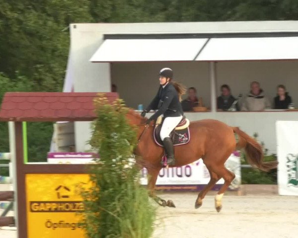 Reitturnier Öpfingen 2017