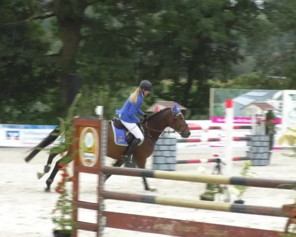 Reitturnier Öpfingen 2017