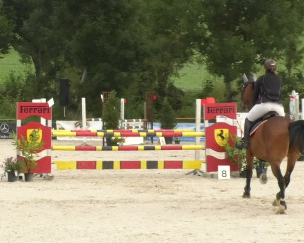 Reitturnier Öpfingen 2017