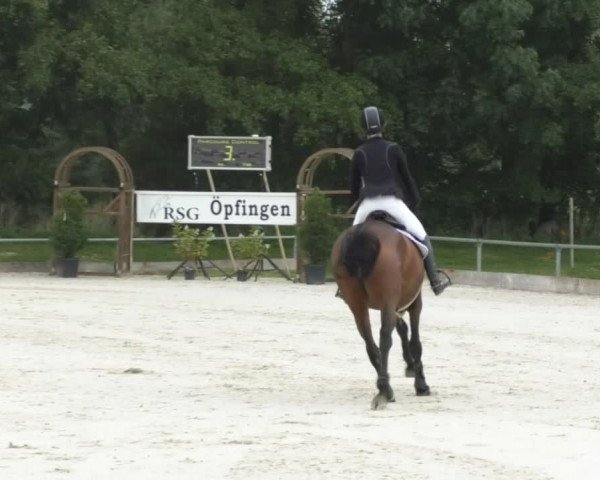 Reitturnier Öpfingen 2017