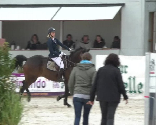 Reitturnier Öpfingen 2017