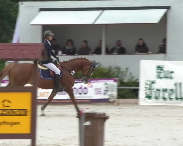Reitturnier Öpfingen 2017