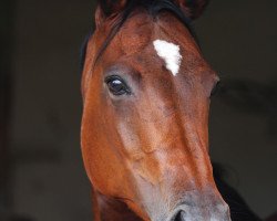 broodmare For-Fun (Holsteiner, 2005, from For Pleasure)