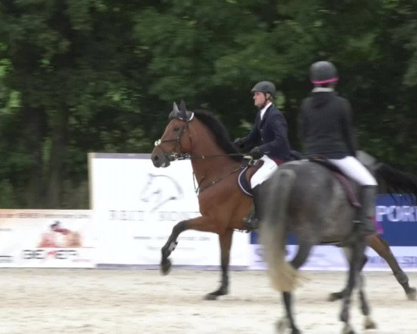 Reitturnier Öpfingen 2017