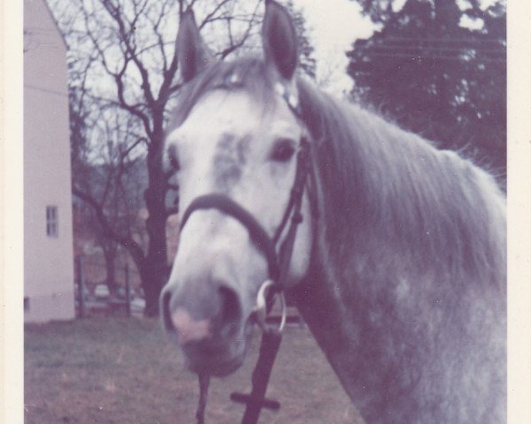 stallion Cortez (Trakehner, 1966, from Hartenstein) stallion Cortez (Trakehner, 1966, from Hartenstein)