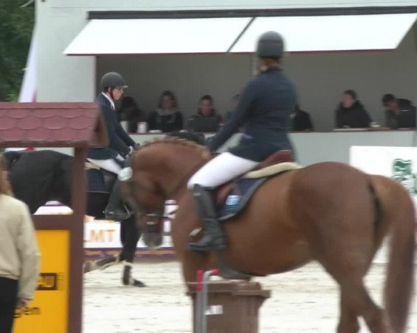 Reitturnier Öpfingen 2017