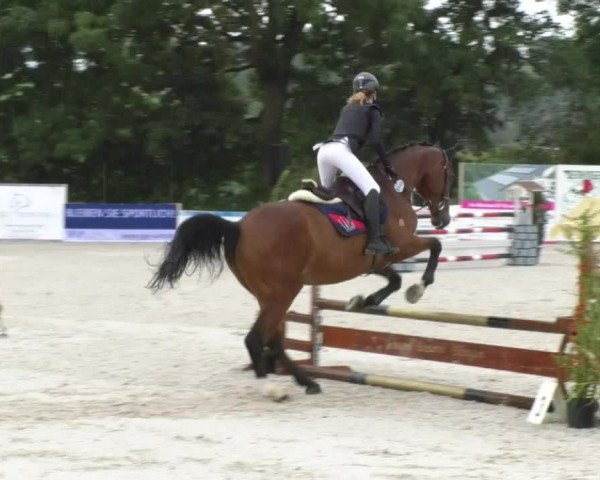 Reitturnier Öpfingen 2017