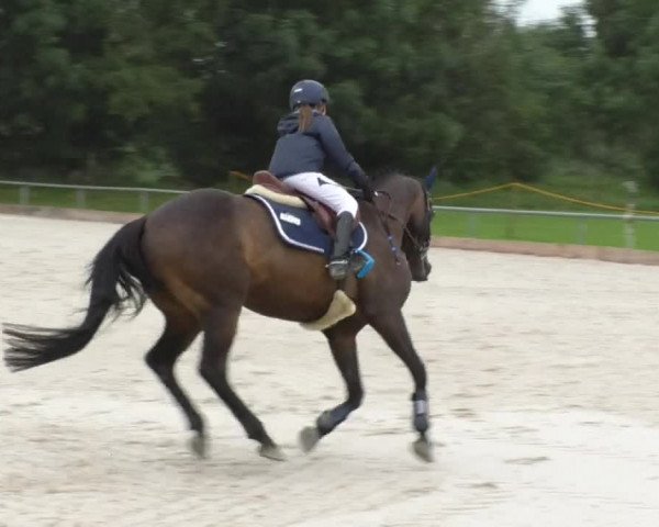 Reitturnier Öpfingen 2017