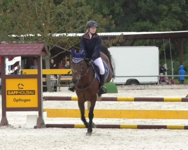 Reitturnier Öpfingen 2017