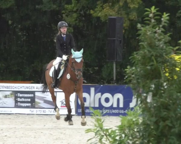 Reitturnier Öpfingen 2017