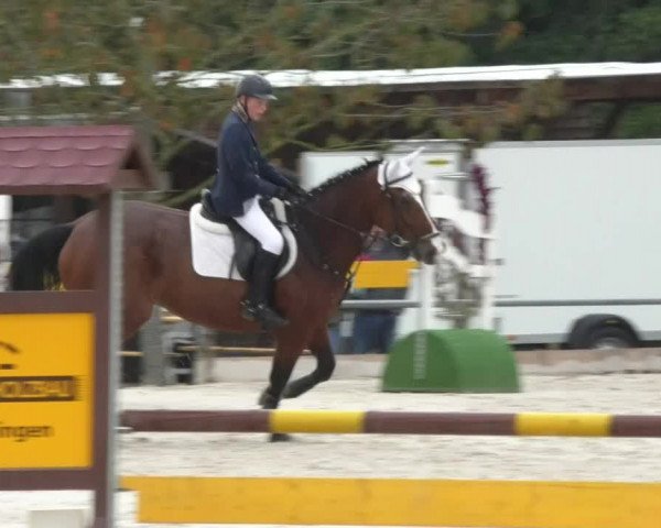 Reitturnier Öpfingen 2017