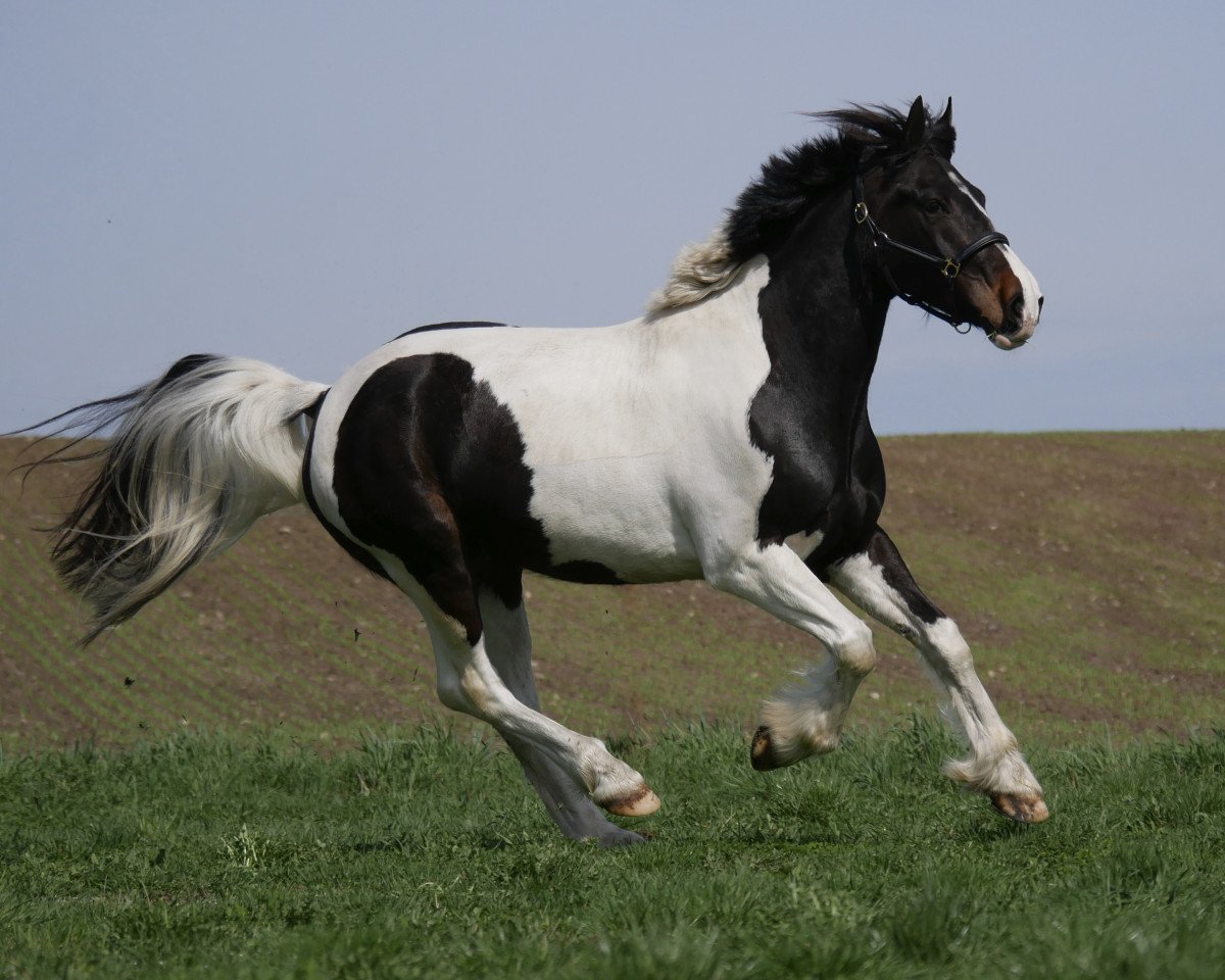 dressage horse Bubbles 14 (unknown, 2012)