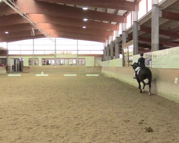 Reitturnier Appelhülsen 2017