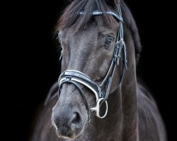 dressage horse Rendevous en Noir (Rhinelander, 2000, from Rilke)