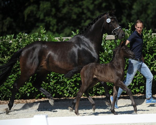 Pferd Stute von For Final / Dreamboy (Westfale, 2018, von For Final)