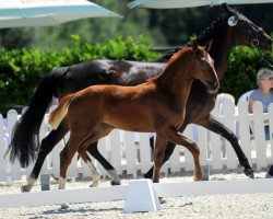 horse Fun for Frida (Westphalian, 2018, from Foundation 2)