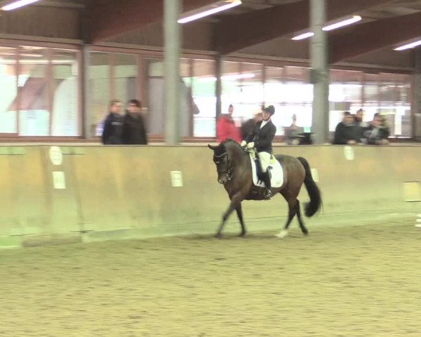 Reitturnier Appelhülsen 2017