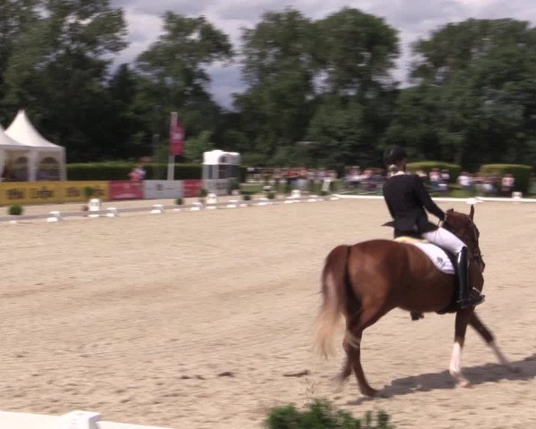 Reitturnier Münster-Handorf 2017
