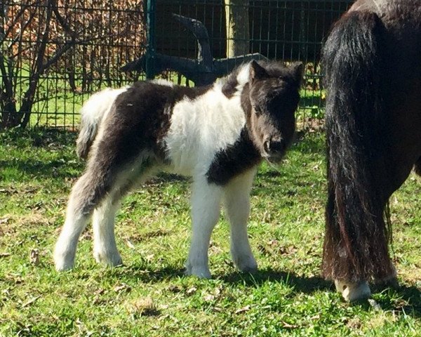 horse Lorenz vom Landhof (Shetland pony (under 87 cm), 2018, from Lennox vom Landhof)