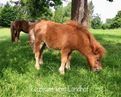 Pferd Leutnant vom Landhof (Shetland Pony (unter 87 cm), 2018, von Lennox vom Landhof)