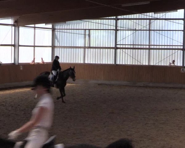 Reitturnier Herbern 2017