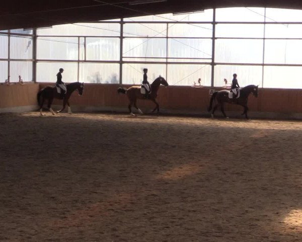 Reitturnier Herbern 2017