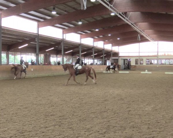 Reitturnier Appelhülsen 2017