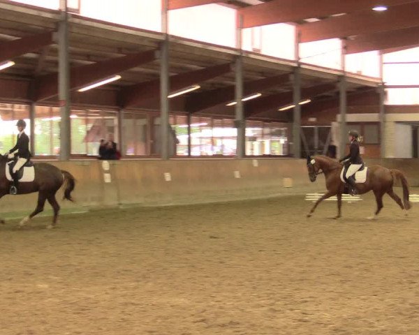 Reitturnier Appelhülsen 2017