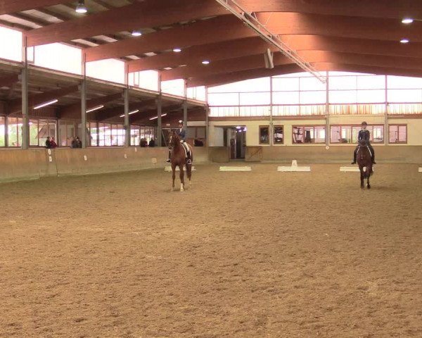 Reitturnier Appelhülsen 2017