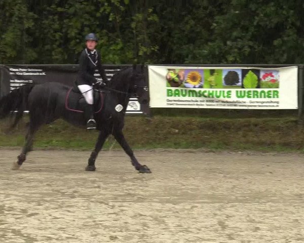 Reitturnier Meinerzhagen 2017