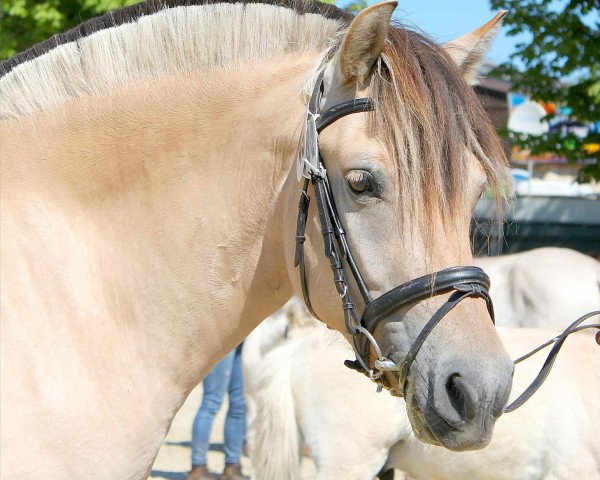 broodmare Loina (Fjord Horse, 2013, from Kvest Halsnæs)