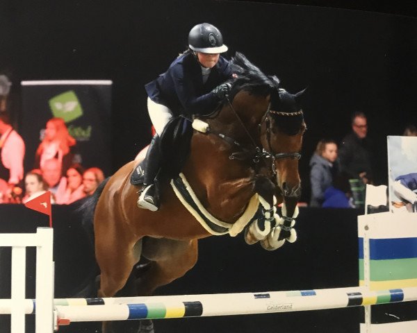jumper Cavalli (KWPN (Royal Dutch Sporthorse), 2007, from Cantos)