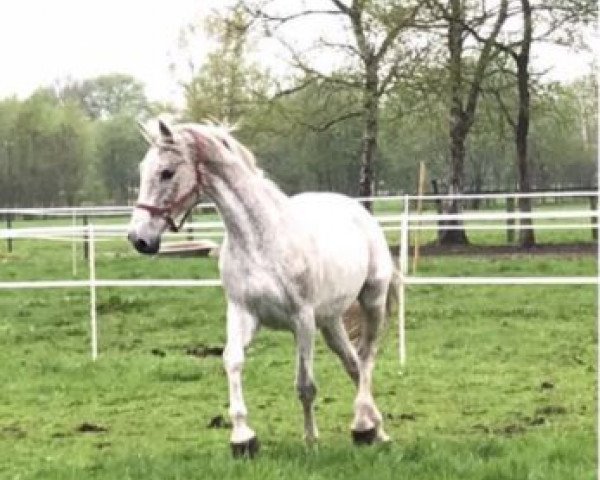 broodmare Calgoria (Holsteiner, 2002, from Calgary)
