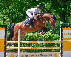jumper Carlos 780 (German Sport Horse, 2013, from Casdorff)