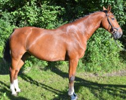 dressage horse Cortino 53 (Holsteiner, 2010, from Corrido 4)