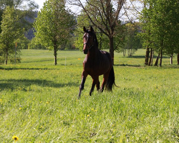 horse Valino (German Sport Horse, 2016, from Dree Boeken's Vivian)