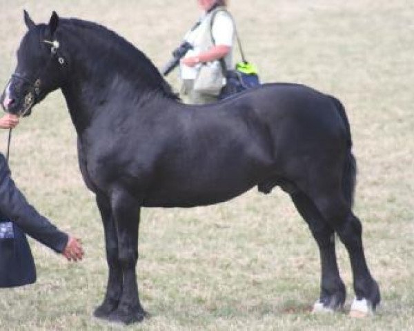 stallion Thorndonpark Jet (Welsh-Cob (Sek. D), 1991, from Nebo Prince)