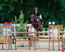 Springpferd Broere Wing (KWPN (Niederländisches Warmblut), 2003)