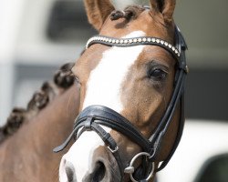 Zuchtstute Dreamgirl 23 (Deutsches Reitpony, 2013, von Dreidimensional AT NRW)